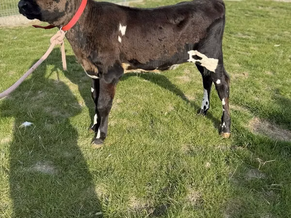 بقرة, سلالة هولشتاين