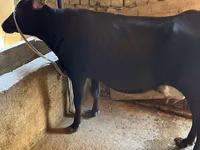 بقرة, Russian Black pied cattle — الصورة 5