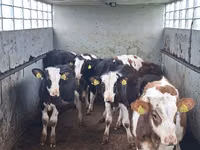 मवेशी (लॉट, लिंग निर्दिष्ट नहीं), Simmental cattle — फ़ोटो 2