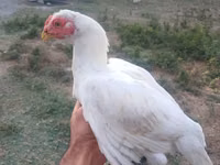 Chickens — फ़ोटो 4