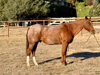 घोड़ा, Quarter Horse — फ़ोटो 2