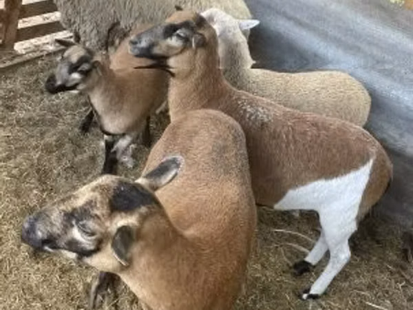 Хонь, Cameroon sheep