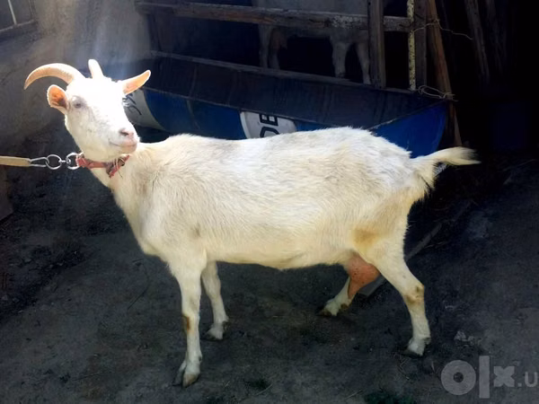 बकरी, Saanen goat