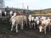 Бух, Simmental cattle — 1 зураг
