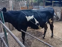 Cow, Holstein breed — photo 2