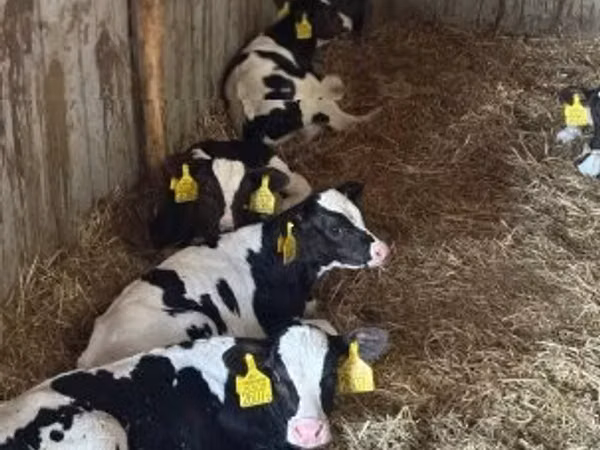ثور, Russian Black pied cattle