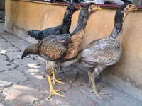 ऑस्ट्रेलियन गेम — फ़ोटो 5