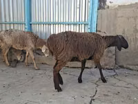 भेड़, भेड़ — फ़ोटो 8