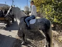 घोड़ा, Andalusian horse — फ़ोटो 1