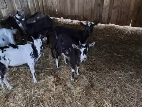 Ziegenbock, Ziegen