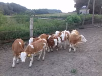 Bulle, Simmental cattle — Foto 2
