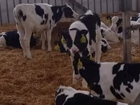 Бык, Голштинская порода — фото 5