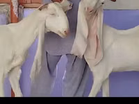 बकरी, Gulabi goats — फ़ोटो 2