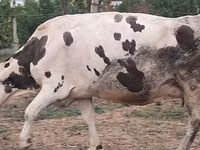 Үнээ, Russian Black pied cattle — 1 зураг