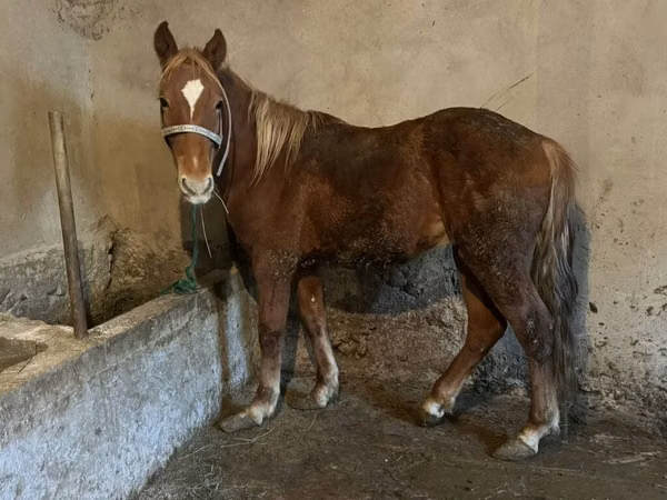 Horses (batch, sex not specified), Horses
