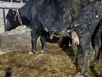 Vaca, Raza Holstein — foto 7
