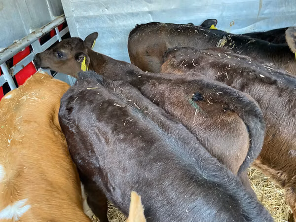 Cattle (batch, sex not specified), Aberdeen-Angus