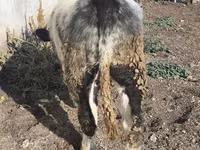ثور, البلجيكية الزرقاء — الصورة 7