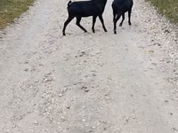 Ziege, Murcia-Granada goats — Foto 1