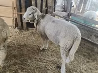 Ram, Suffolk sheep — photo 1