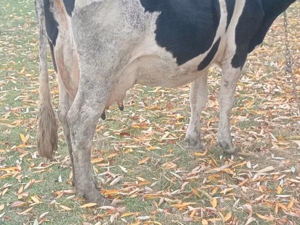 गाय, Russian Black pied cattle