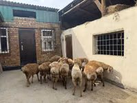 كبش, Rhon sheep — الصورة 6