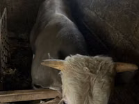 ثور, Simmental cattle — الصورة 3