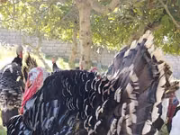 برونز — الصورة 3