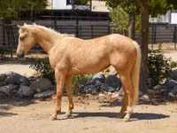 Stute, Quarter Horse — Foto 1