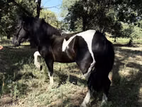 خيول (دفعة، الجنس غير محدد), American shetland pony — الصورة 2