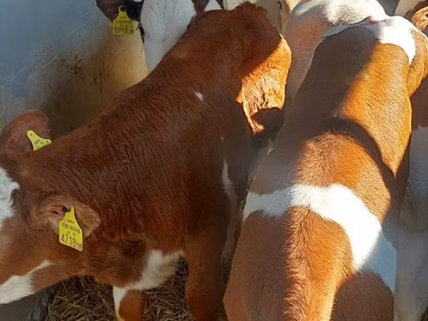 ثور, Simmental cattle