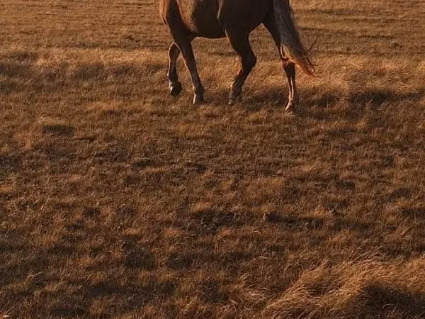 घोड़ा, Altai horse