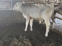 Bull, Swiss cattle — photo 1