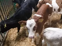 أبقار (دفعة، الجنس غير محدد), Simmental cattle — الصورة 5