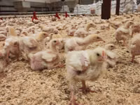 Chickens — फ़ोटो 4
