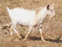 Cabra, Nubian Goat — foto 5
