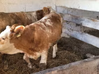 Үнээ, Simmental cattle — 1 зураг