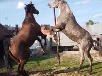 马匹（批次，未指定性别）, Horse breed — 照片 3