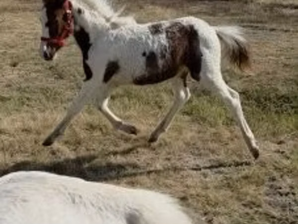 Yegua, Caballos