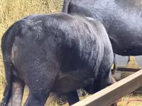 Bull, Aberdeen-Angus — photo 5
