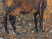 Cattle (batch, sex not specified), Cattle — photo 3