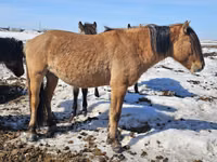 Адуу, Mugalzhar horse — 4 зураг