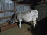 母牛, Cattle — 照片 1