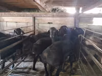 Ram, Sheep — photo 2