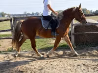 Caballo, Caballos — foto 2