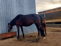 Азаргагүй морь, Arabian horse — 3 зураг