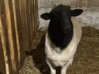 母羊, Dorper sheep — 照片 3