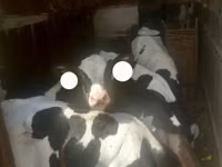 Bulle, Holstein-Rasse — Foto 2
