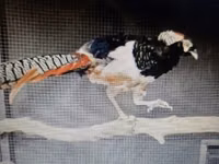 Chickens — Foto 2