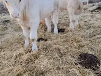 Bulle, Charolais cattle — Foto 1